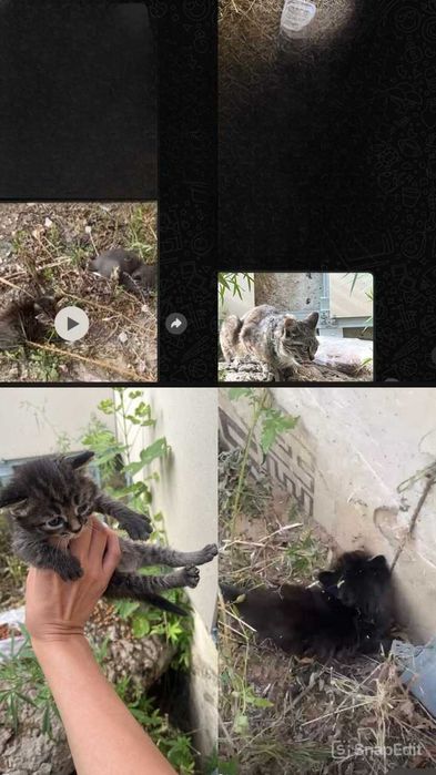 Ищем дом котятам