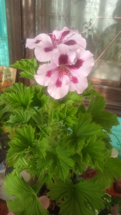 Комнатные растения