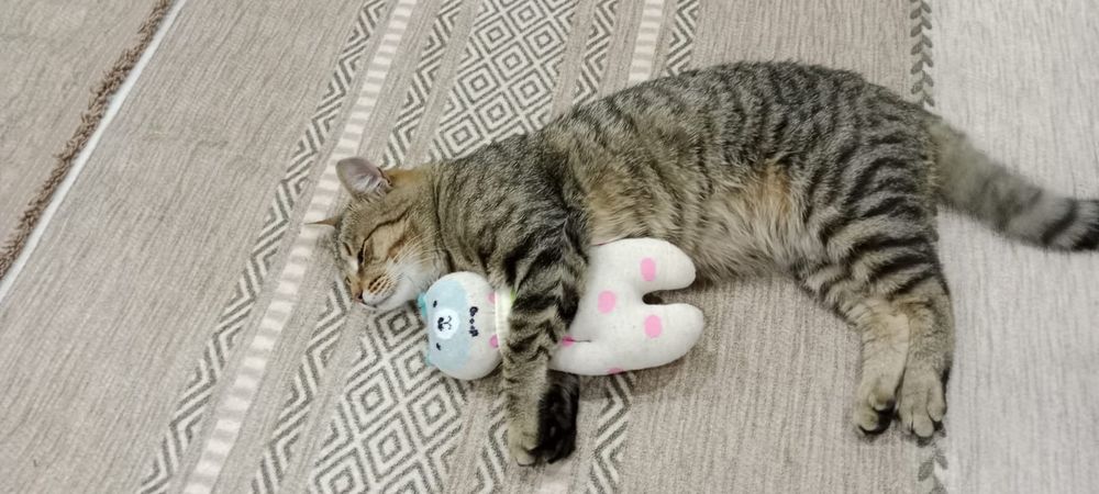 Котик в поисках дома