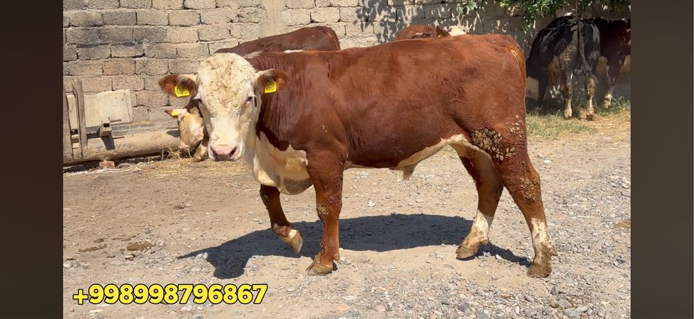 Buqalar sotiladi pleminoy taminotga yam bor