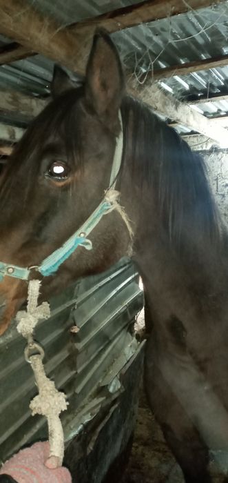 Продаётся лошадь 100дней на корме стоит