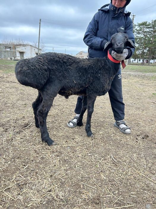 Продам кошкар Арашан