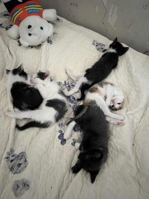 Отдам котят в хорошие руки