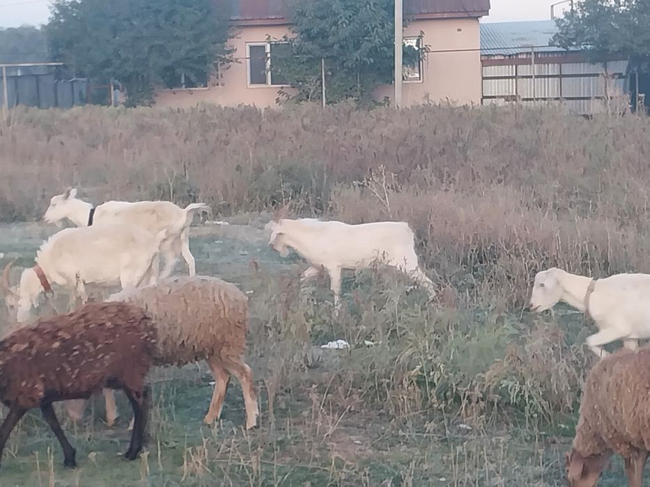 Теке сатылады.  Продам козла.