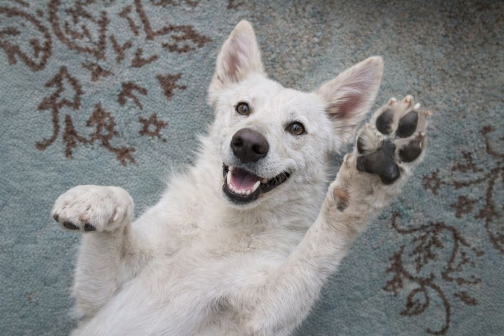 Молодая собака для активных людей