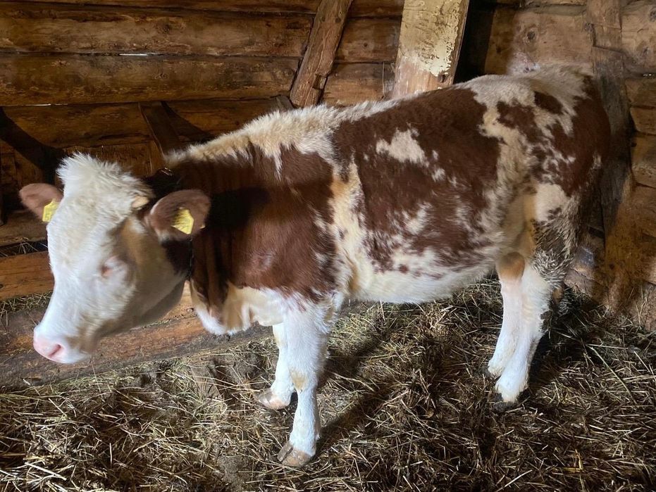 Vând junincă 1 an Bălțată Românească