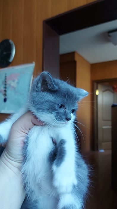 Котенок. Отдам котят.