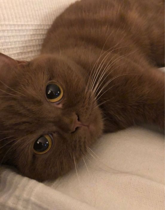 Срочно! Скотиш фолд вислоухая девочка 7 месяцев