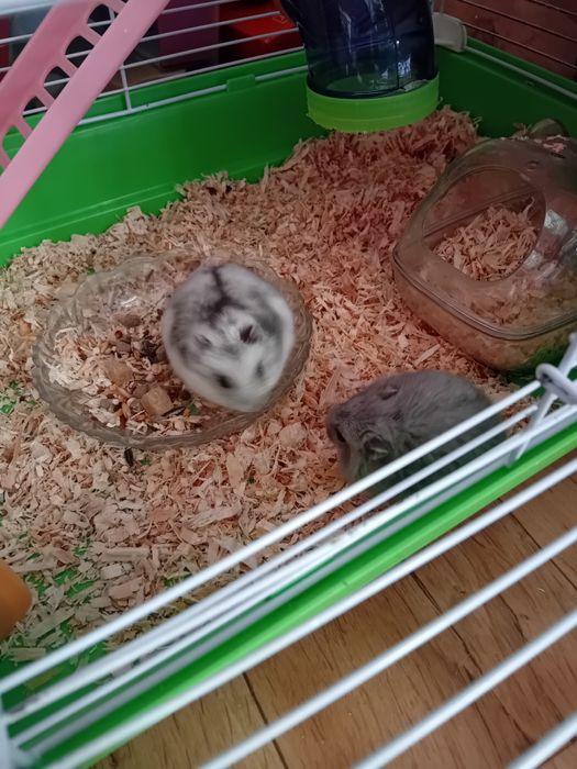 Клетка +два хаместера