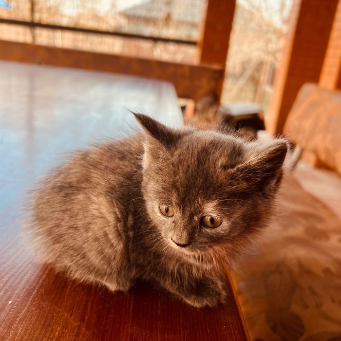 Котята милые и сладкие