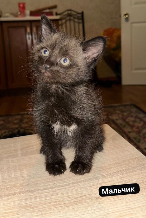 Кошечку в добрые руки