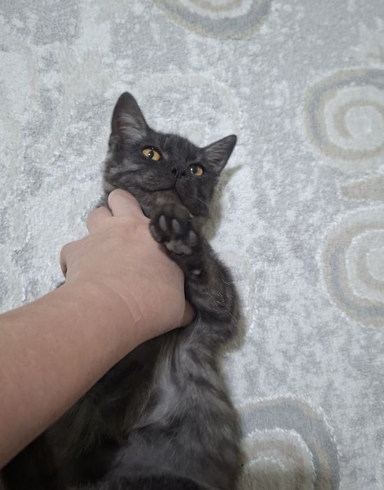Котенок бесплатно