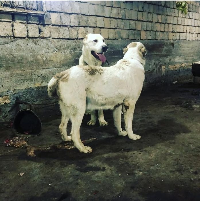 Alabay sotilad 2-ta erkak 1-ta ayol tel