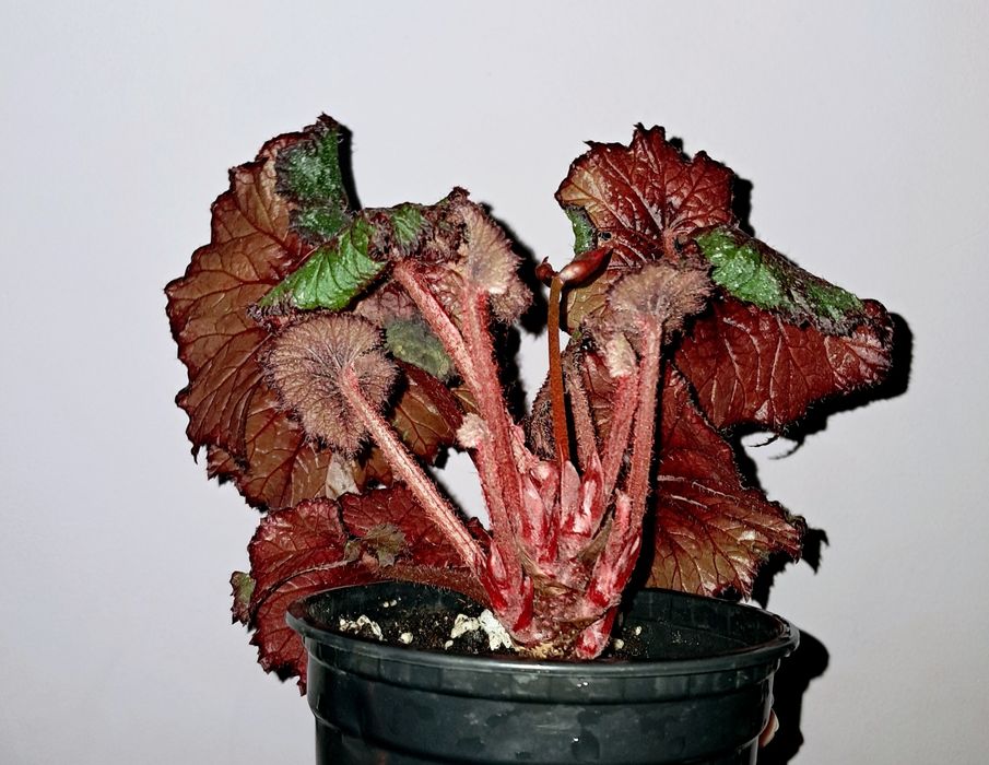 Бегония.             .