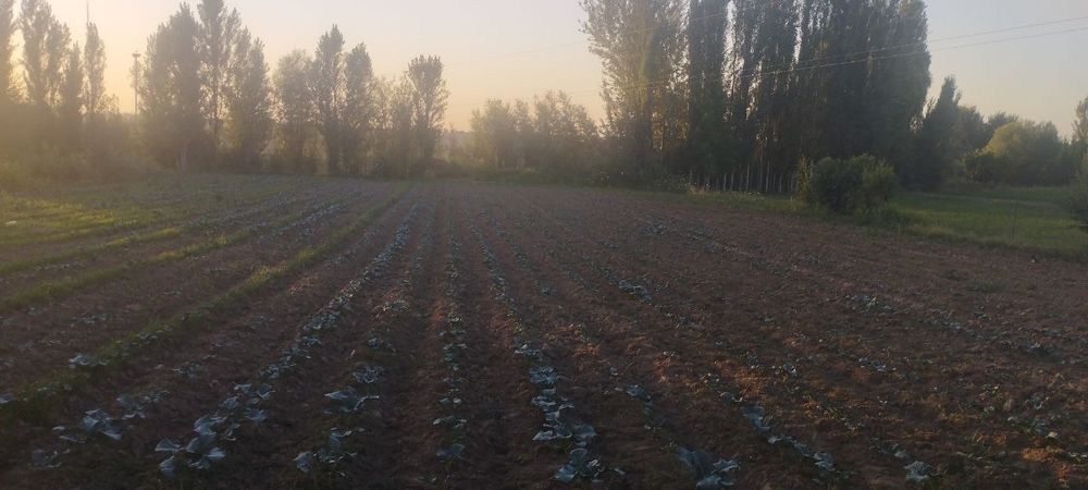 Yer sotiladi. 10 sotx