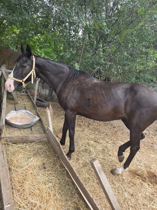 лошадь с красным паспортом