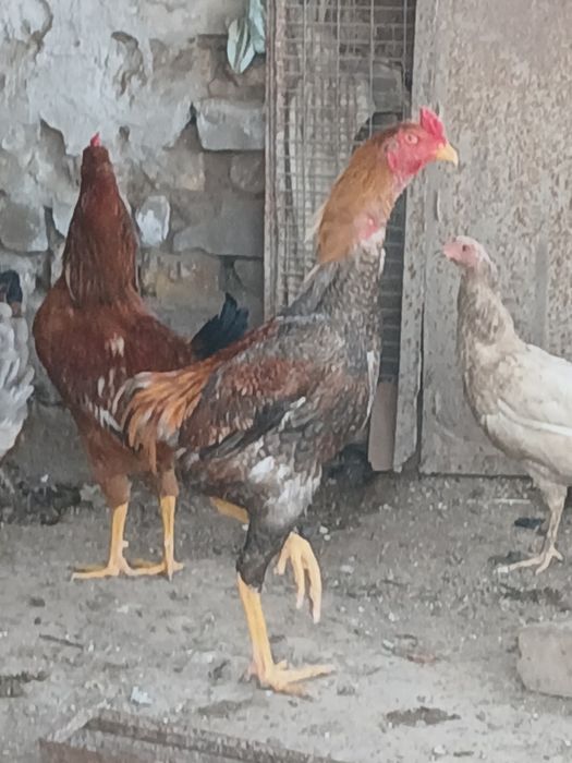 Хуроз дакан хуроз