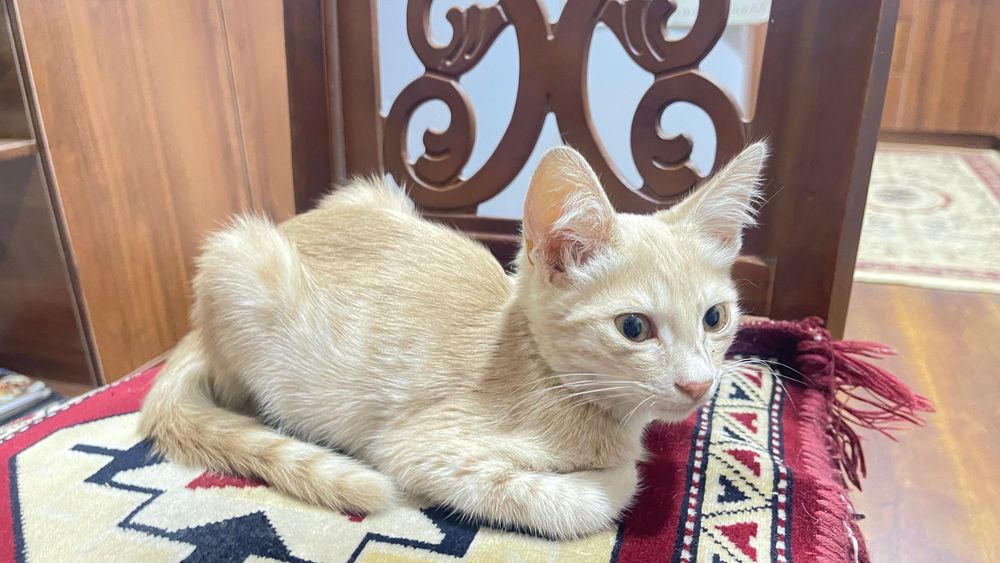 Котята в хорошие руки