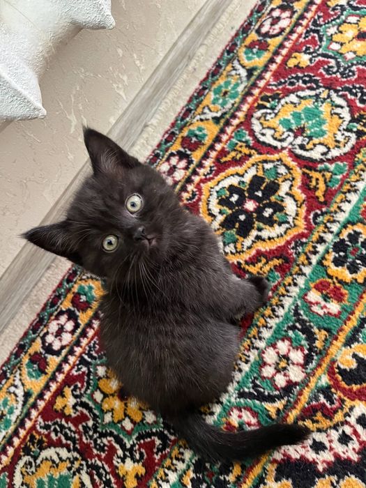 Скотиш страйт/фолд