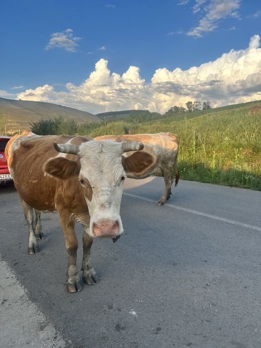 Vaci cu lapte,de vanzare!