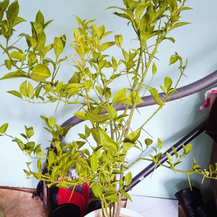 Лимон гүлі сатылады!