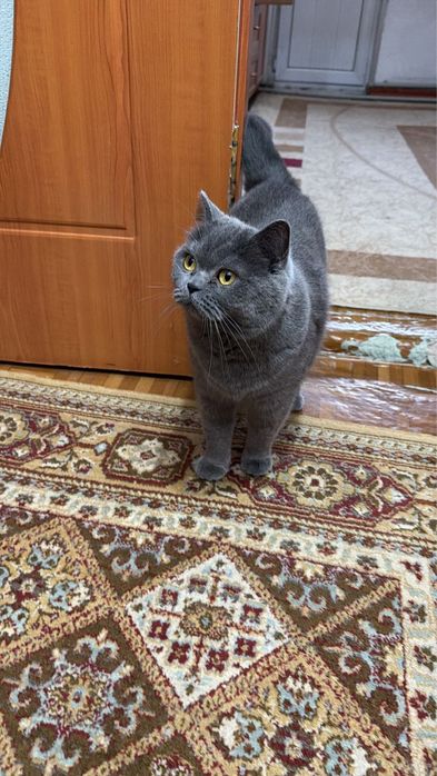 Продам Бенгальскую кошку