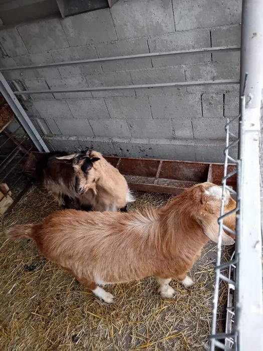 Capre si țap anglonubian