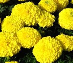 Rasaduri de legume și flori tradiționale românești BIO