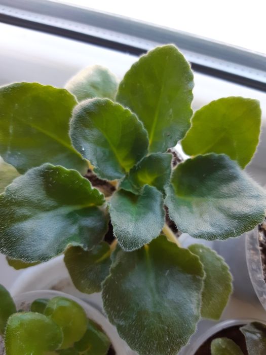 Сортовые фиалки стартеры