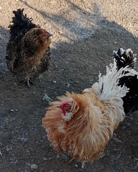 gaini frezate pereche