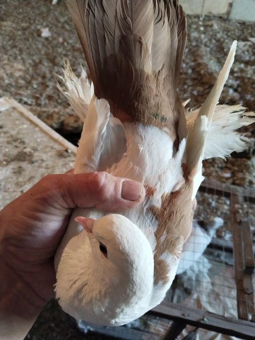 Жолто хвостые персы