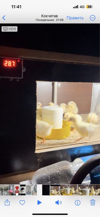 Брудер для цыплят