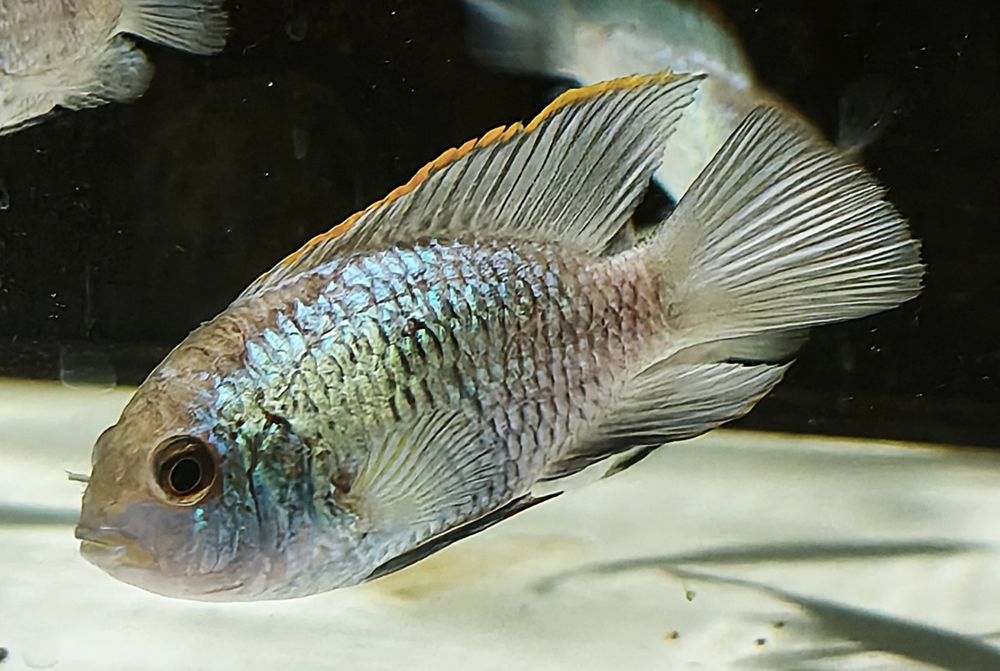 Electric Blue Acara.