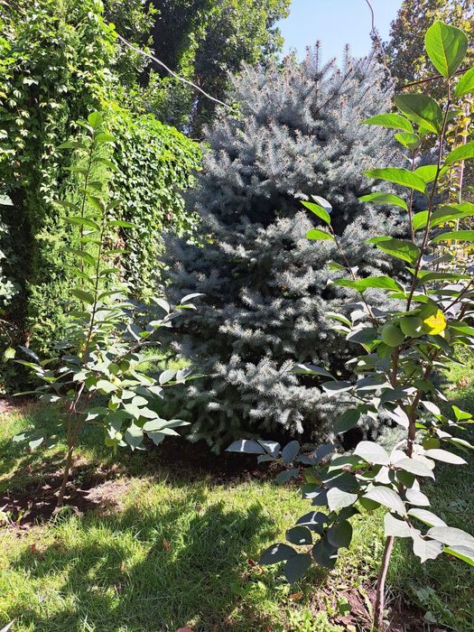 Арча сотилади Голубой ел