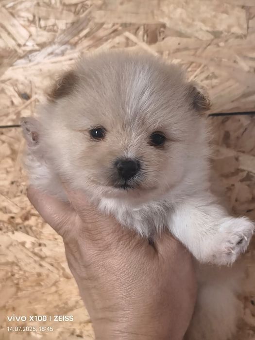 Очаровательные щенки шпица.