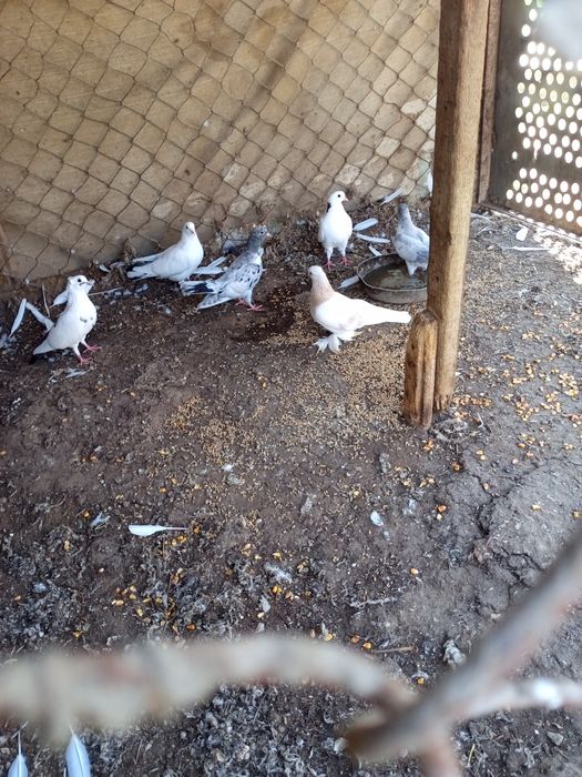 Голуби бакинцы в продаже