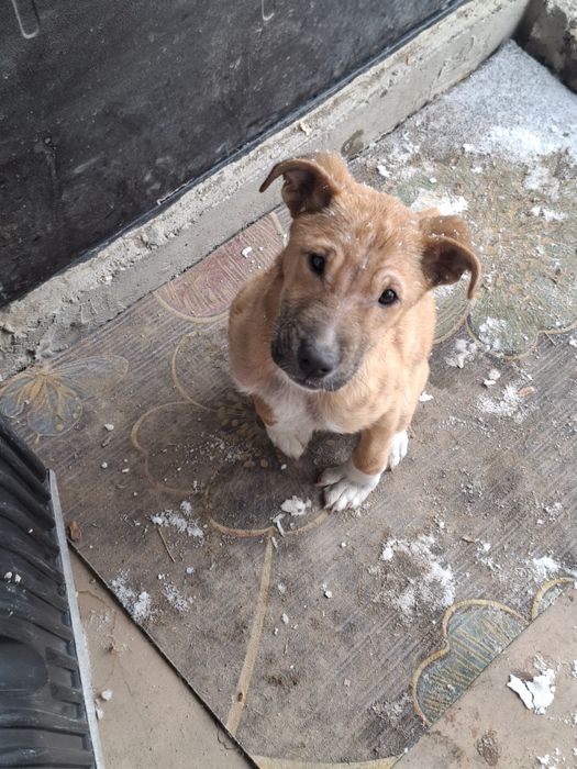 Помесь питбуля с алабаем