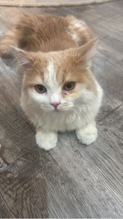 Отдам котенка в добрые руки, мальчик