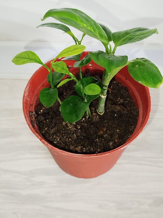 Defenbahiya Leopard detkasi+limon