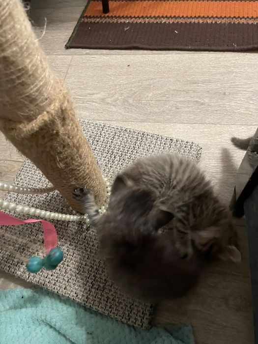 отдам  котят в добрые руки,Актобе