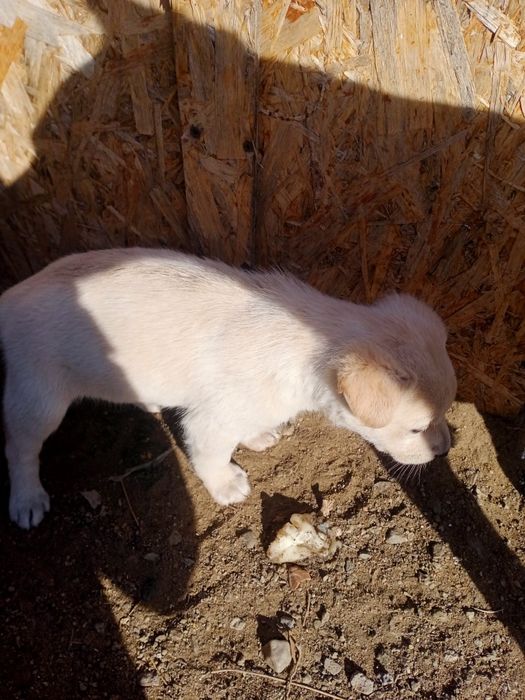 Щенки в добрые руки