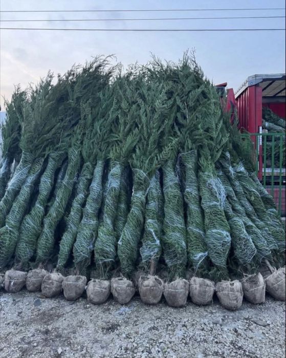 Plante ornamentale Livra la domiciliu si Plantare