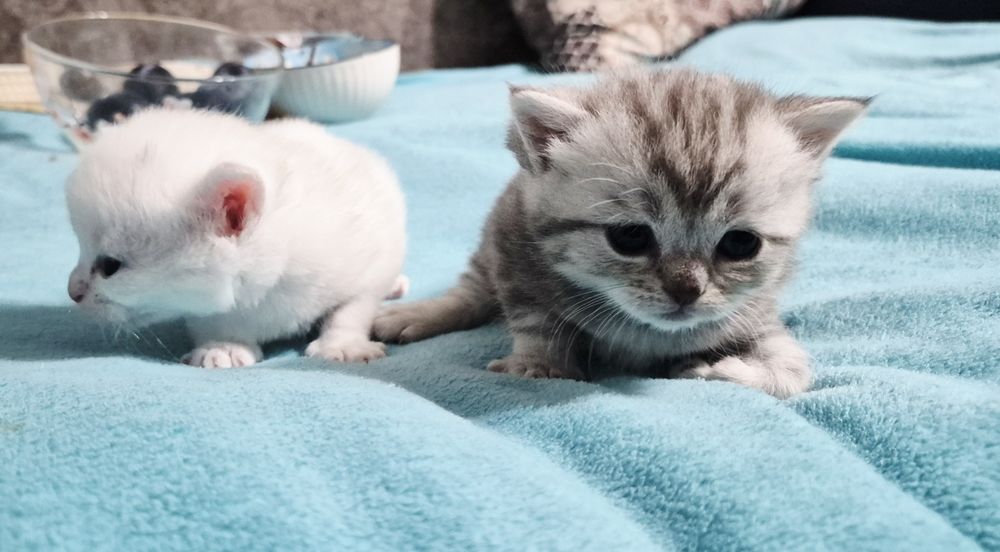 Котята  шиншилла шотландские
