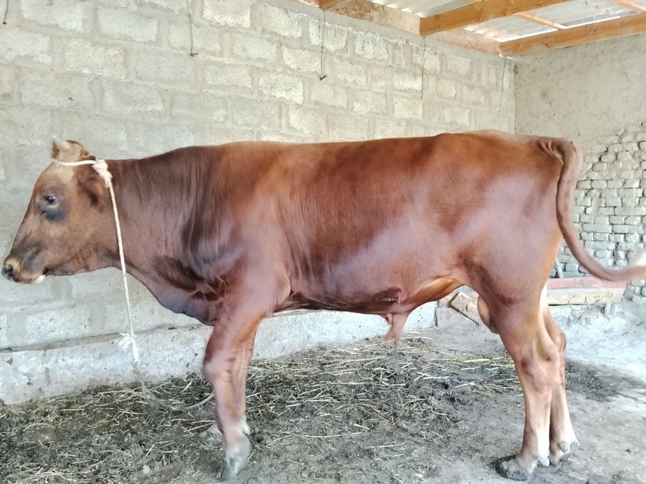 Buqa sotiladi juda yaxshi boqilgan