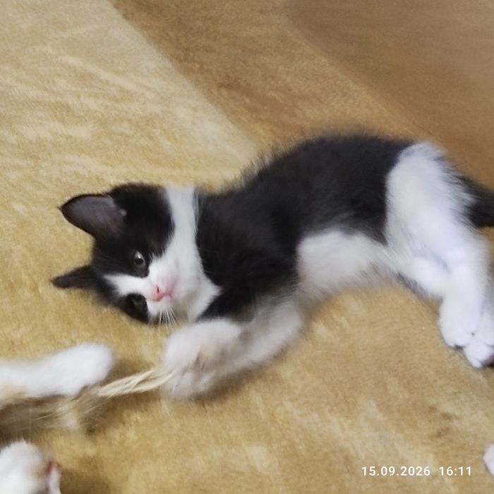 Котенок приносит в дом уют и счастье
