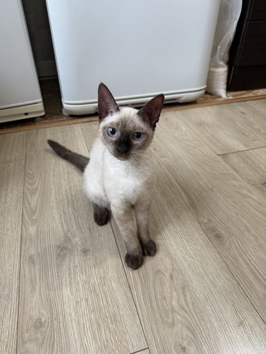 Котенок 6 месяца