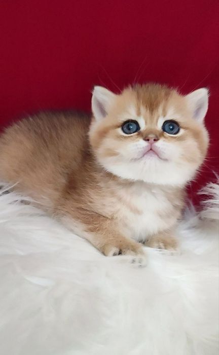 британская золотая шиншилла текированная шиншилла