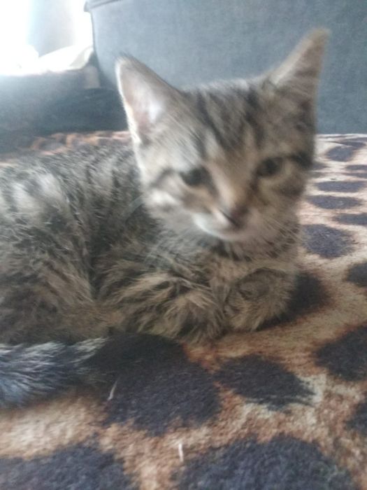 Милые ,умные котята в добрые руки.