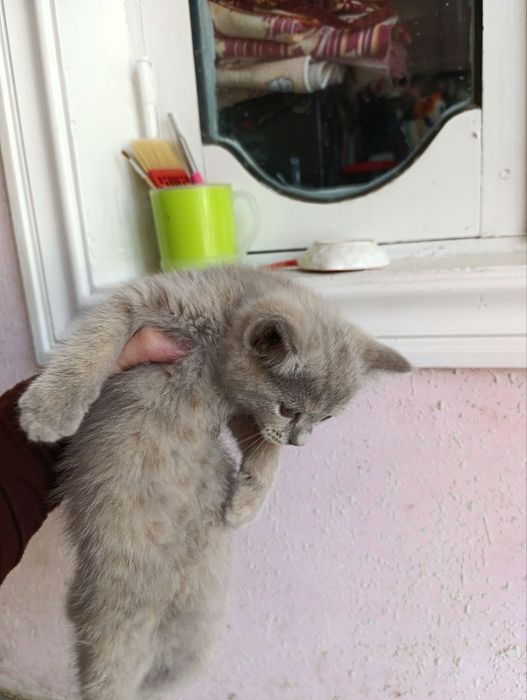 Кошки домашние пародистие