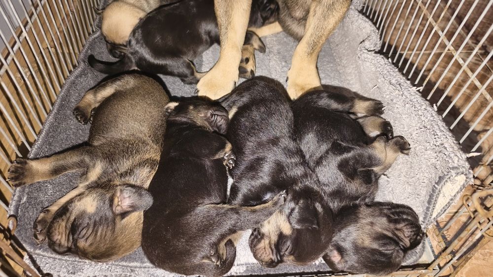 Продам щенков французского бульдога метисы !